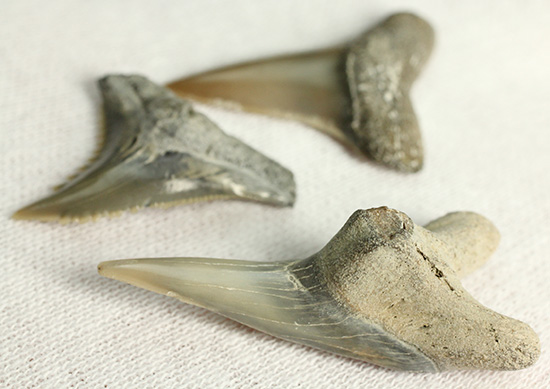 米国産サメの歯化石3種セット（その2）
