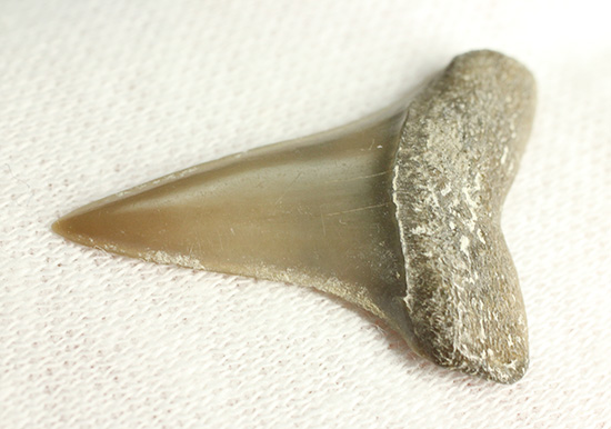 米国産サメの歯化石3種セット（その4）