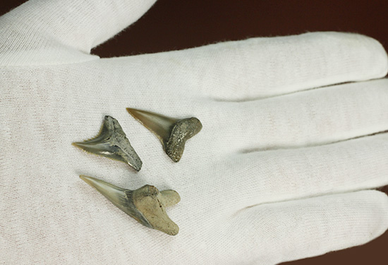 米国産サメの歯化石3種セット（その6）