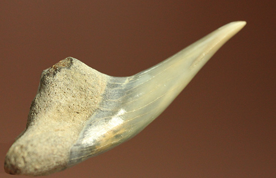 米国産サメの歯化石3種セット（その7）