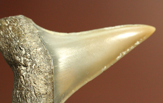 米国産サメの歯化石3種セット（その9）