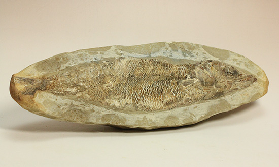 良質の古代魚ラコレピスのノジュールポジ化石。このウロコを見よ！！（その10）