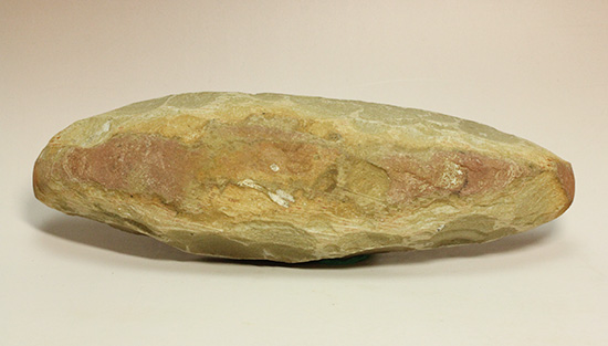 良質の古代魚ラコレピスのノジュールポジ化石。このウロコを見よ！！（その12）