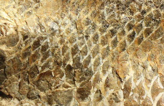 良質の古代魚ラコレピスのノジュールポジ化石。このウロコを見よ！！（その13）