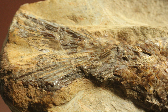 良質の古代魚ラコレピスのノジュールポジ化石。このウロコを見よ！！（その14）