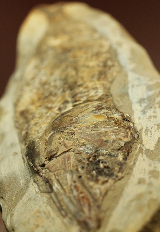 良質の古代魚ラコレピスのノジュールポジ化石。このウロコを見よ！！（その15）