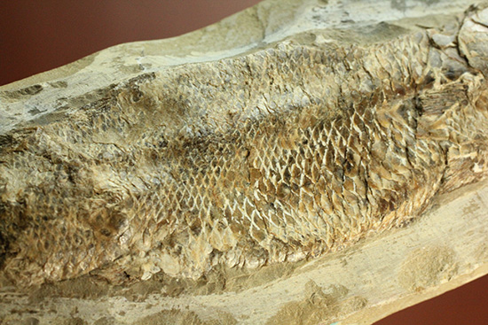 良質の古代魚ラコレピスのノジュールポジ化石。このウロコを見よ！！（その17）