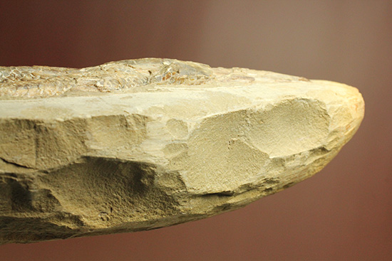 良質の古代魚ラコレピスのノジュールポジ化石。このウロコを見よ！！（その19）