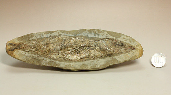 良質の古代魚ラコレピスのノジュールポジ化石。このウロコを見よ！！（その20）