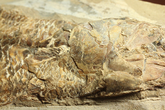 良質の古代魚ラコレピスのノジュールポジ化石。このウロコを見よ！！（その3）