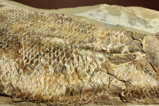 良質の古代魚ラコレピスのノジュールポジ化石。このウロコを見よ！！（その4）