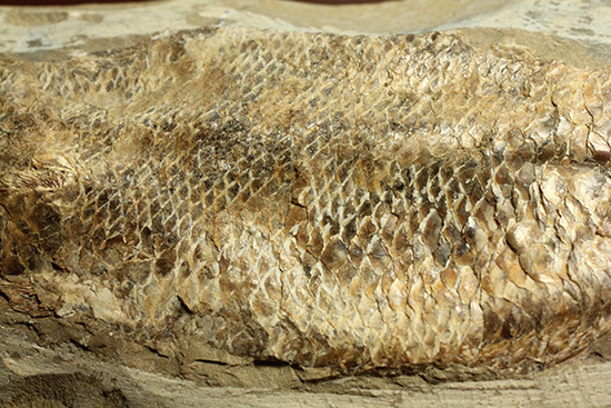 良質の古代魚ラコレピスのノジュールポジ化石。このウロコを見よ！！（その8）