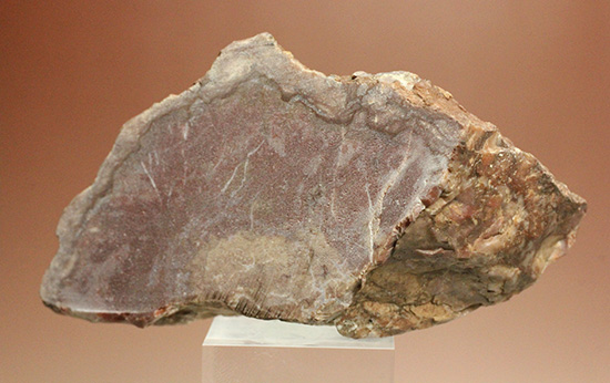 恐竜のウンチ化石コプロライト(Coplorite)(その1)