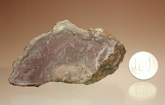 恐竜のウンチ化石コプロライト(Coplorite)(その10)