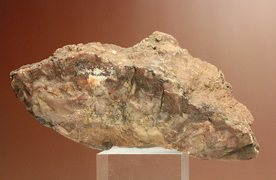 恐竜のウンチ化石コプロライト(Coplorite)(その2)