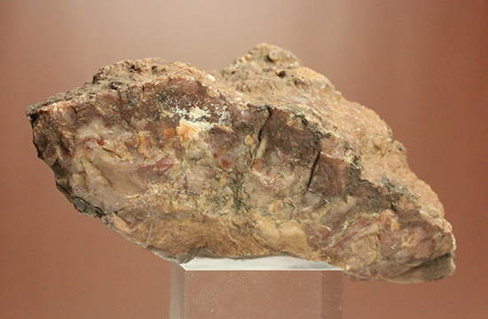 恐竜のウンチ化石コプロライト(Coplorite)(その3)