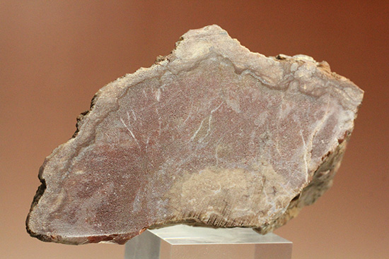 恐竜のウンチ化石コプロライト(Coplorite)(その6)