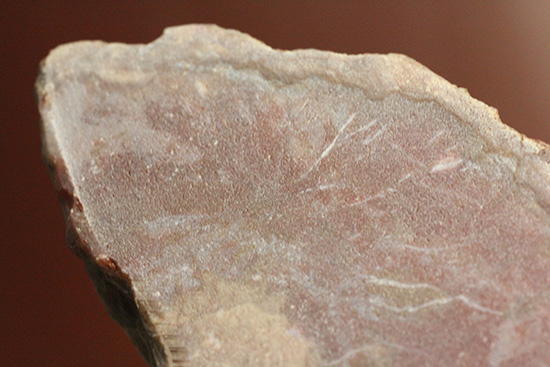 恐竜のウンチ化石コプロライト(Coplorite)(その7)