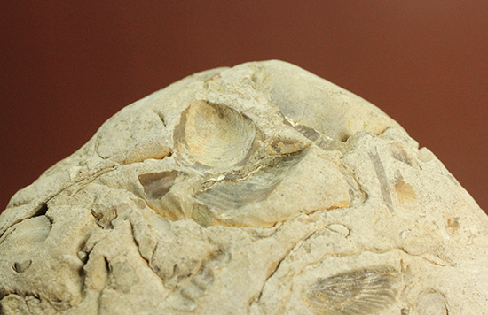 二本木認定コレクション「私のアンモナイト物語・録」23ページ掲載。北海道産アンモナイトノジュール化石