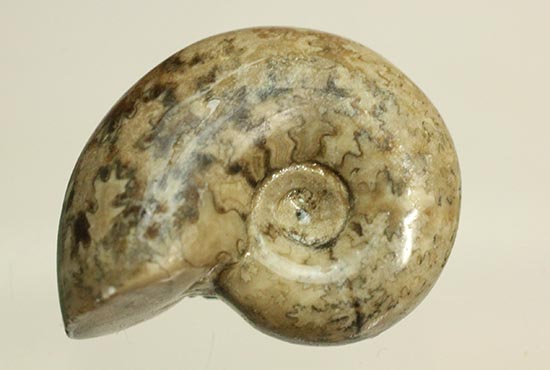 アンモナイト　北海道産 北海道産アンモナイト(Ammonite) アンモナイト 販売