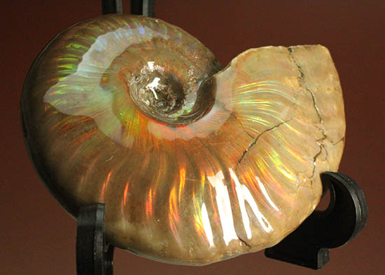 久々のご紹介！超絶イリデッセンス（iridescence）を有する​マダガスカル産アンモナイト(Ammonite)（その12）