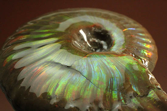 久々のご紹介！超絶イリデッセンス（iridescence）を有する​マダガスカル産アンモナイト(Ammonite)（その8）