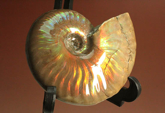 久々のご紹介！超絶イリデッセンス（iridescence）を有する​マダガスカル産アンモナイト(Ammonite)（その9）