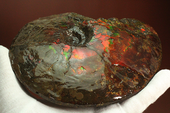 深紅を呈する希少なアンモライト(Ammolite)の完全体（その13）