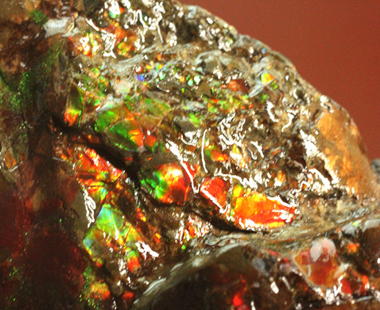 深紅を呈する希少なアンモライト(Ammolite)の完全体（その15）