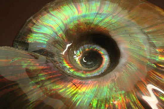 熟成と躍動を兼ね備えた、超絶イリデッセンス(iridescence)を有するマダガスカル産アンモナイト(その1)