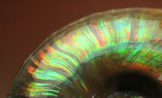 熟成と躍動を兼ね備えた、超絶イリデッセンス(iridescence)を有するマダガスカル産アンモナイト(その2)