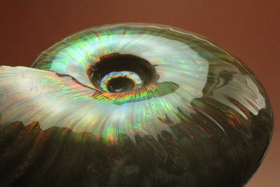 熟成と躍動を兼ね備えた、超絶イリデッセンス(iridescence)を有するマダガスカル産アンモナイト(その3)