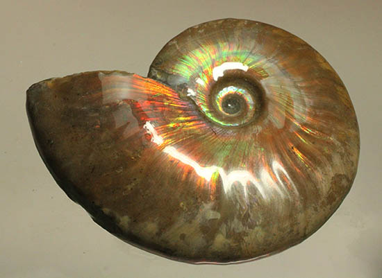 熟成と躍動を兼ね備えた、超絶イリデッセンス（iridescence）を有する