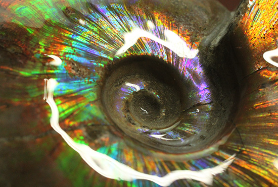 白亜紀に海底だった​マダガスカルから採取されたイリデッセンス（iridescence）アンモナイト（その11）