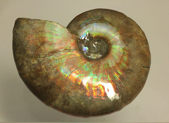 白亜紀に海底だった​マダガスカルから採取されたイリデッセンス（iridescence）アンモナイト（その14）