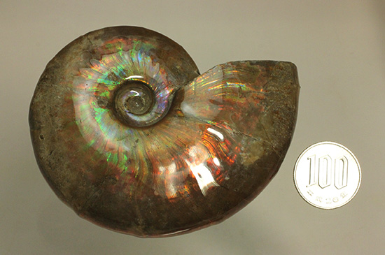 白亜紀に海底だった​マダガスカルから採取されたイリデッセンス（iridescence）アンモナイト（その16）