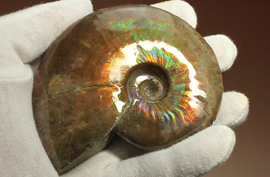 白亜紀に海底だった​マダガスカルから採取されたイリデッセンス（iridescence）アンモナイト（その3）