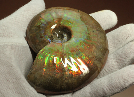 白亜紀に海底だった​マダガスカルから採取されたイリデッセンス（iridescence）アンモナイト（その6）