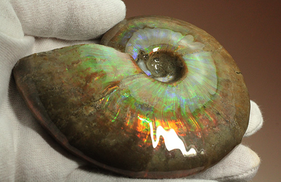 白亜紀に海底だった​マダガスカルから採取されたイリデッセンス（iridescence）アンモナイト（その7）