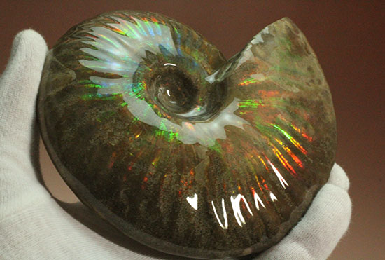 大判イリデッセンス（iridescence）の優等生。​マダガスカル産アンモナイト(Ammonite)（その11）