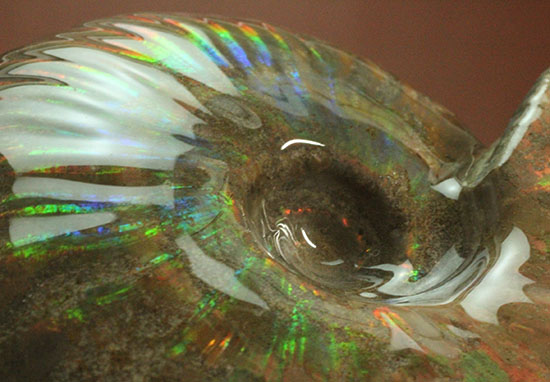 大判イリデッセンス（iridescence）の優等生。​マダガスカル産アンモナイト(Ammonite)（その12）