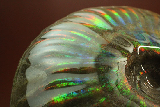 大判イリデッセンス（iridescence）の優等生。​マダガスカル産アンモナイト(Ammonite)（その13）