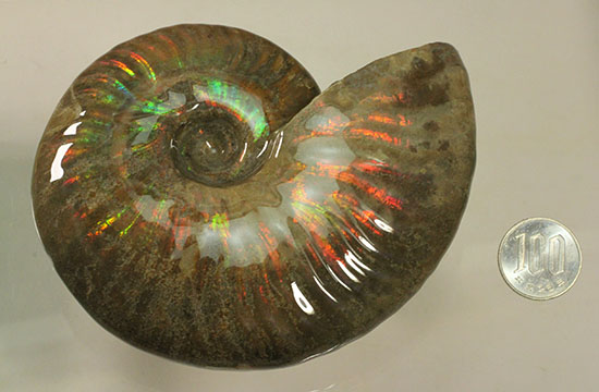 大判イリデッセンス（iridescence）の優等生。​マダガスカル産アンモナイト(Ammonite)（その15）