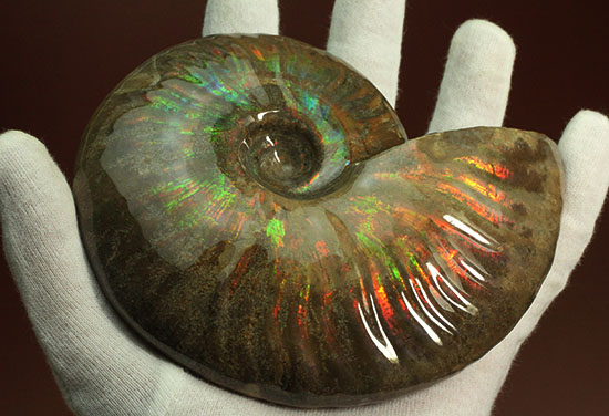 大判イリデッセンス（iridescence）の優等生。​マダガスカル産アンモナイト(Ammonite)（その2）