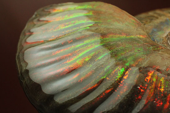 大判イリデッセンス（iridescence）の優等生。​マダガスカル産アンモナイト(Ammonite)（その3）