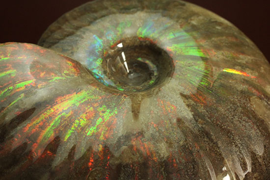 大判イリデッセンス（iridescence）の優等生。​マダガスカル産アンモナイト(Ammonite)（その4）