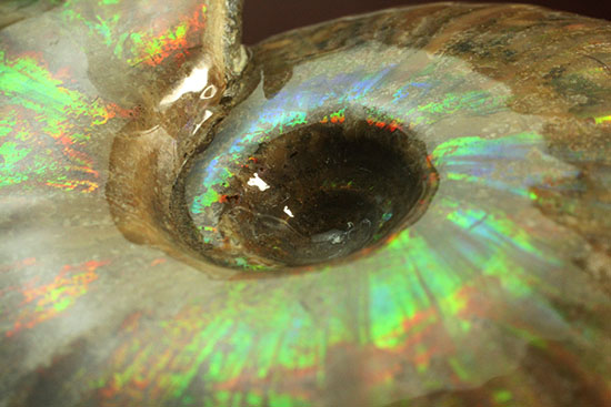 大判イリデッセンス（iridescence）の優等生。​マダガスカル産アンモナイト(Ammonite)（その5）