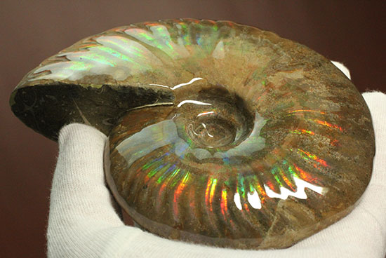 大判イリデッセンス（iridescence）の優等生。​マダガスカル産アンモナイト(Ammonite)（その7）