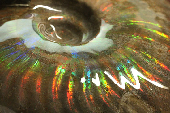 大判イリデッセンス（iridescence）の優等生。​マダガスカル産アンモナイト(Ammonite)（その8）