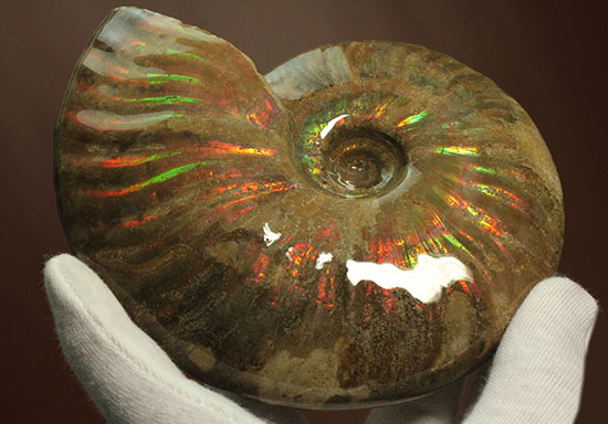 大判イリデッセンス（iridescence）の優等生。​マダガスカル産アンモナイト(Ammonite)（その9）